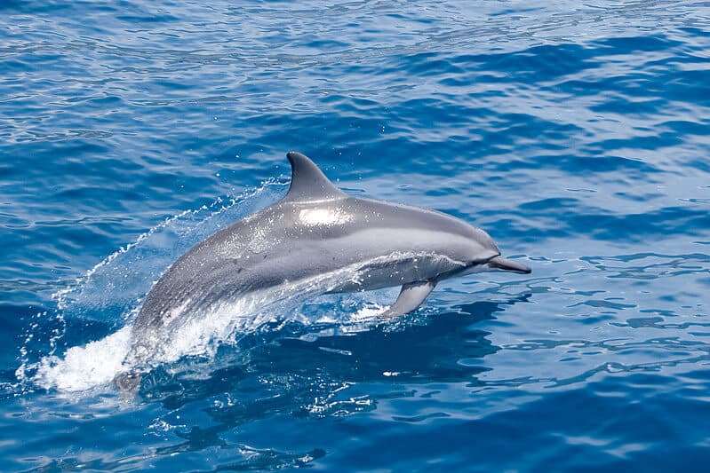 dolphin scotland